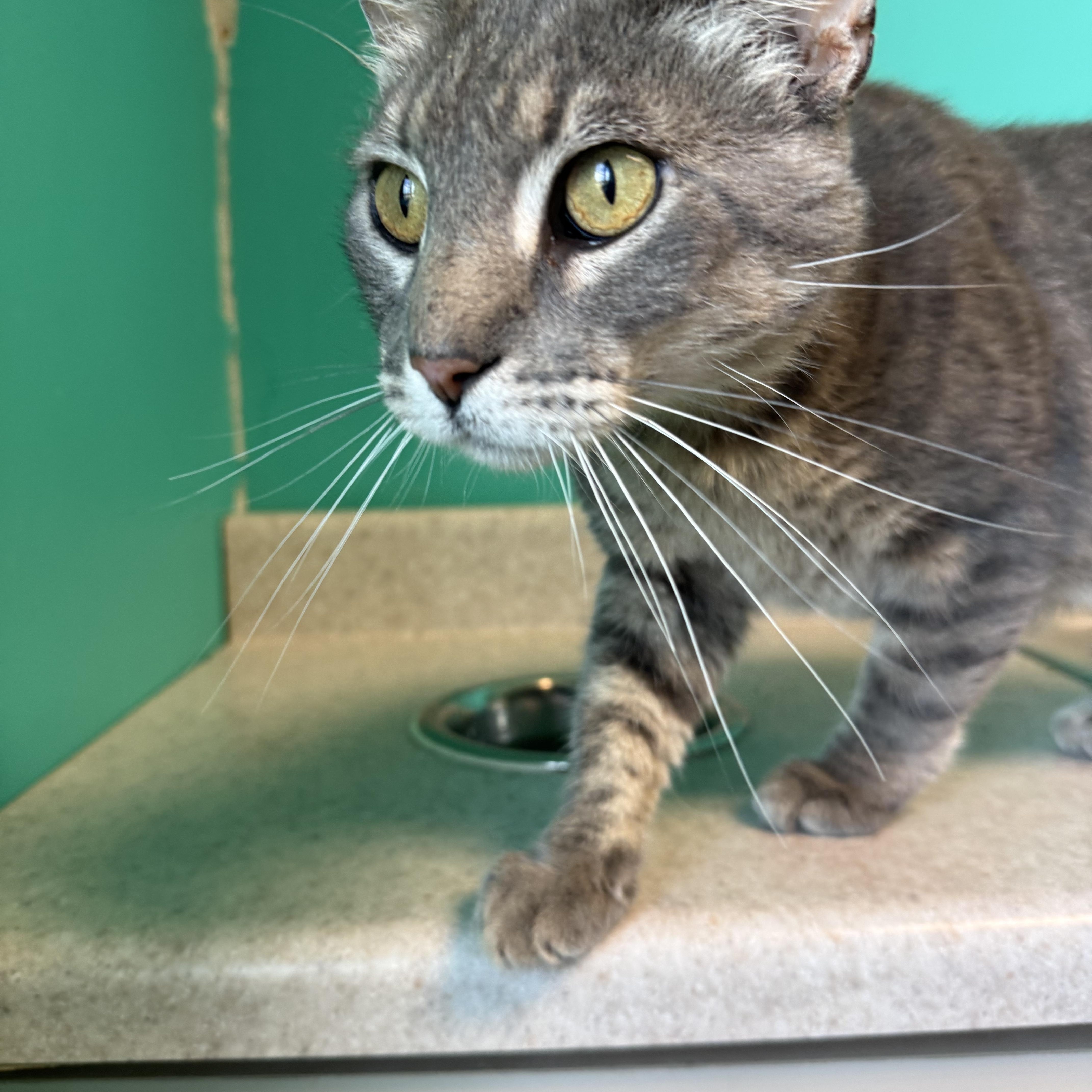 An adult medium-sized male Gray / Blue / Silver Domestic Short Hair cat named Goofy Goober for adoption in Brookings, SD