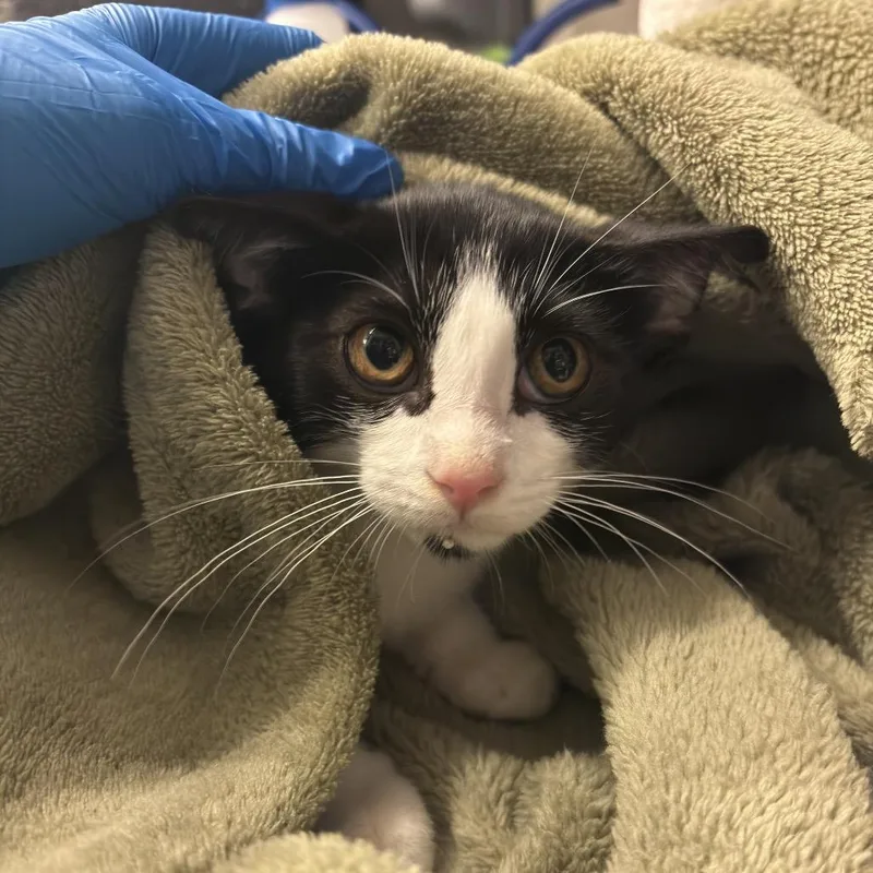 A baby small-sized female Black Domestic Short Hair cat named Jalapeno for adoption in Council Bluffs, IA