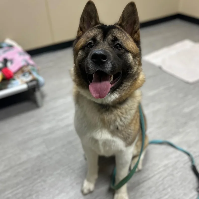 A young medium-sized female Akita dog named Scrunchie for adoption in State College, PA