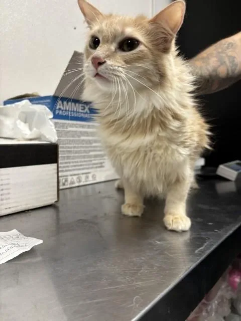 Simba