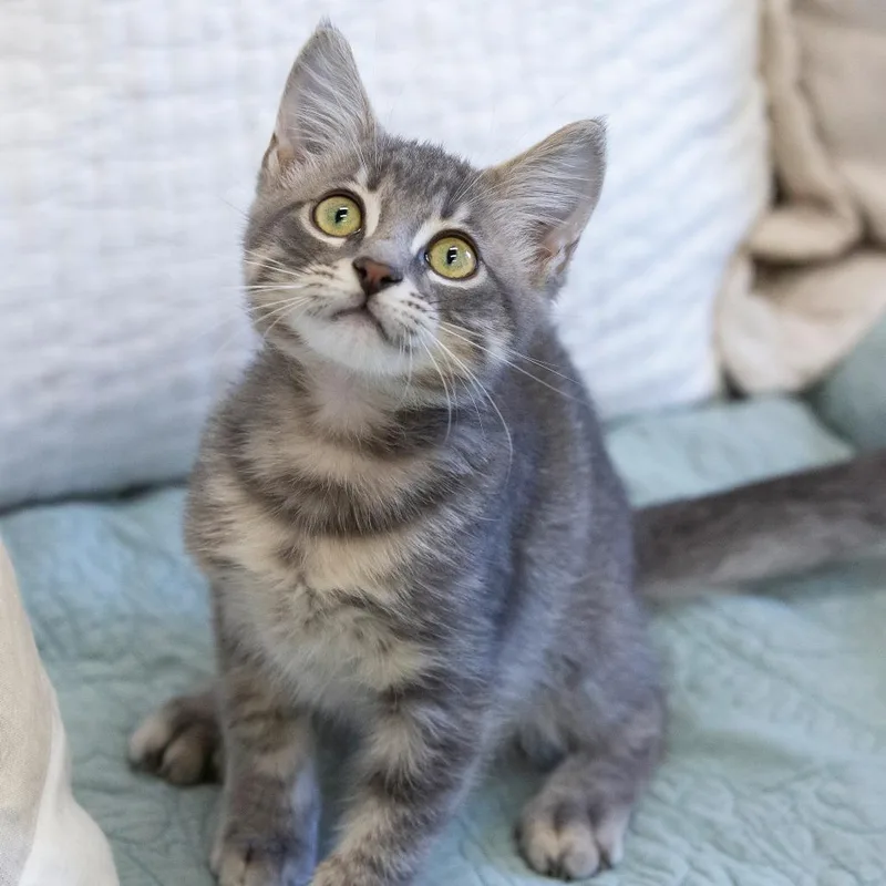A baby small-sized male Gray / Blue / Silver Domestic Short Hair cat named Kraken for adoption in Cartersville, GA