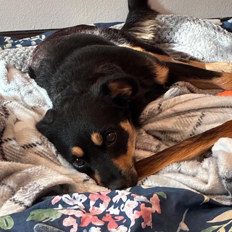 A young small-sized female Bicolor Chihuahua dog named Meggie for adoption in Brownsville, TX