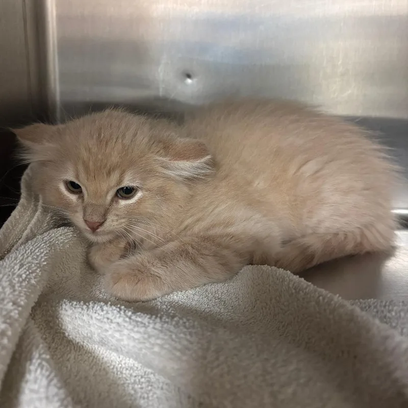 A baby small-sized male Buff / Tan / Fawn Domestic Medium Hair cat named Macaroni for adoption in Ottawa, KS
