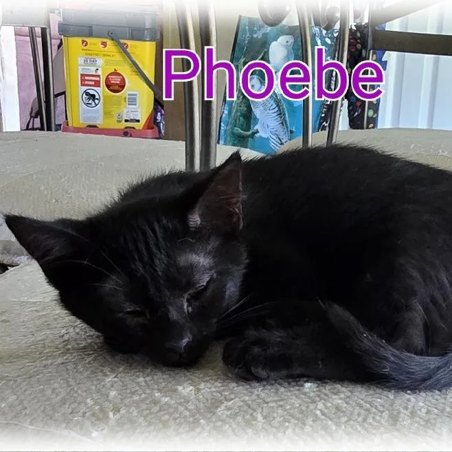 A baby small-sized female Black Domestic Short Hair cat named Phoebe for adoption in Tulsa, OK