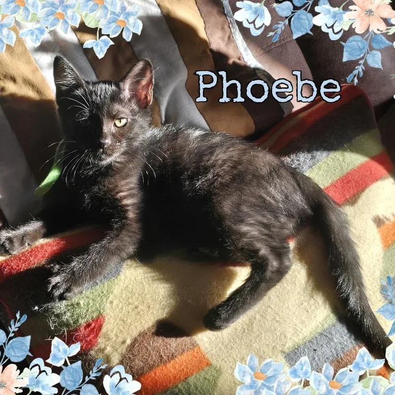 Phoebe thumbnail 2