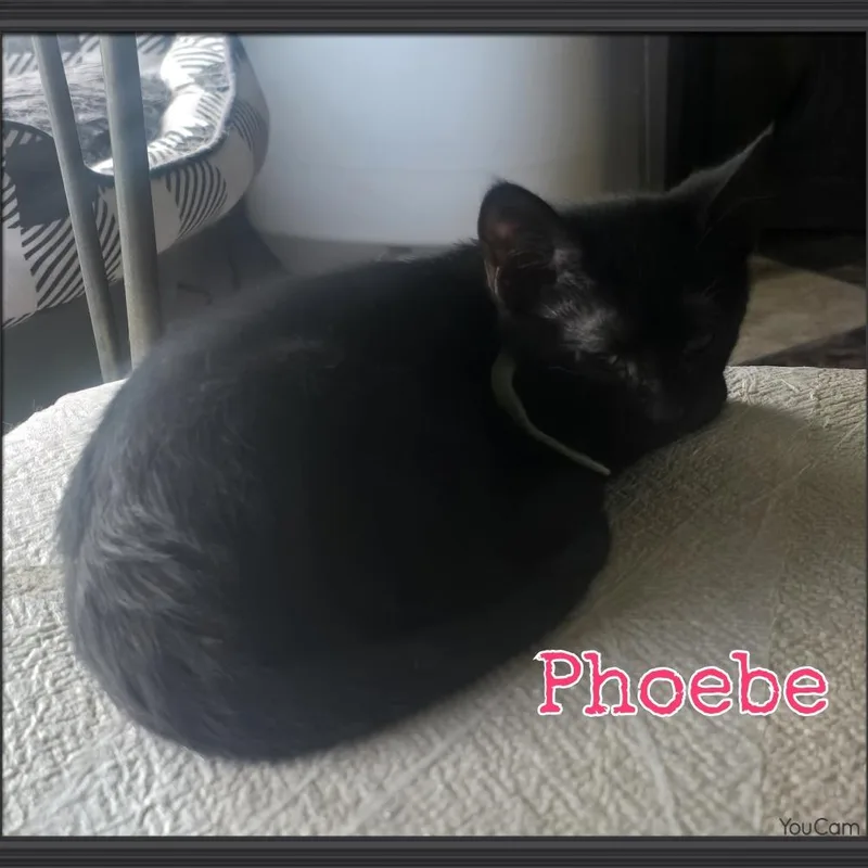 Phoebe thumbnail 3