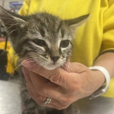A baby small-sized male Black Domestic Short Hair cat named Sword Of Light for adoption in Fredericksburg, VA