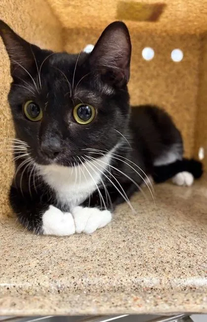 An adult medium-sized female Domestic Short Hair cat named Marmee for adoption in Gastonia, NC
