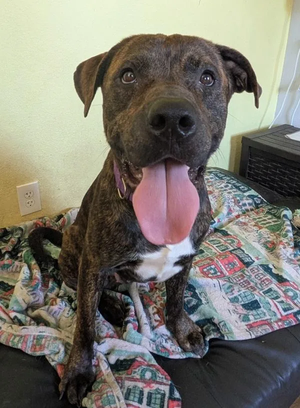 An adult large-sized male Mastiff dog named Tomas for adoption in Austin, TX