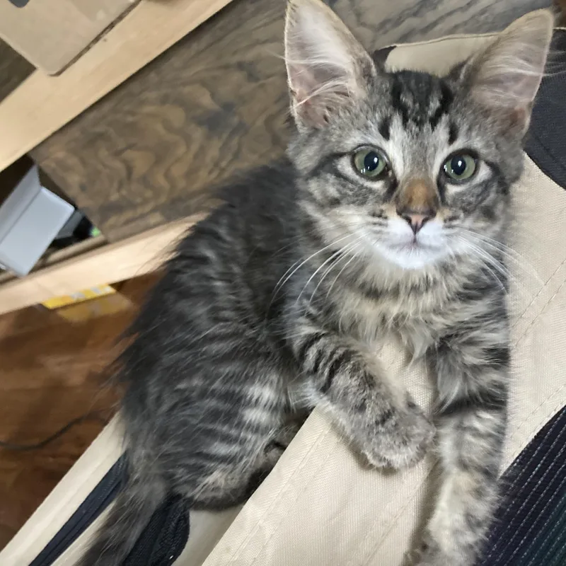 Twilight thumbnail 5