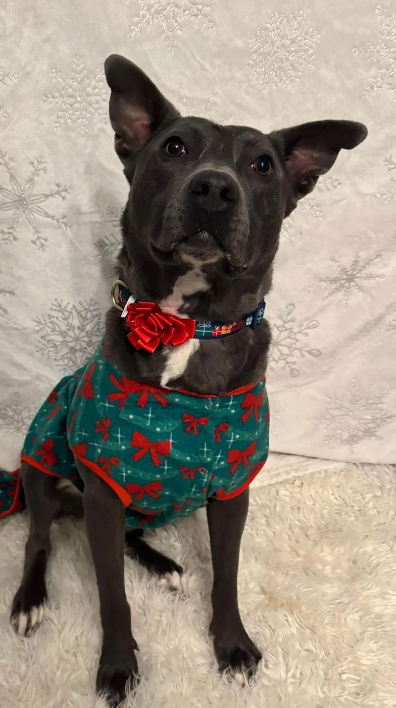 Chicken Nugget thumbnail 2