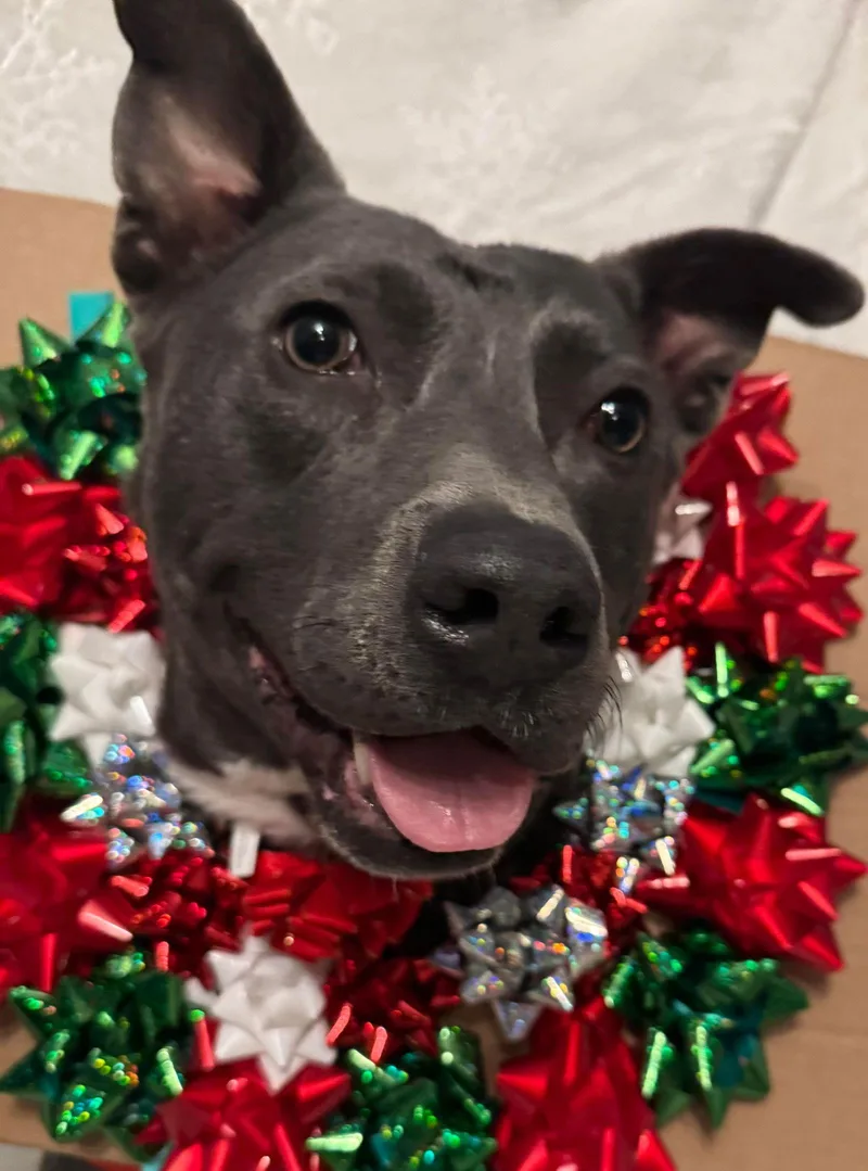 Chicken Nugget thumbnail 3