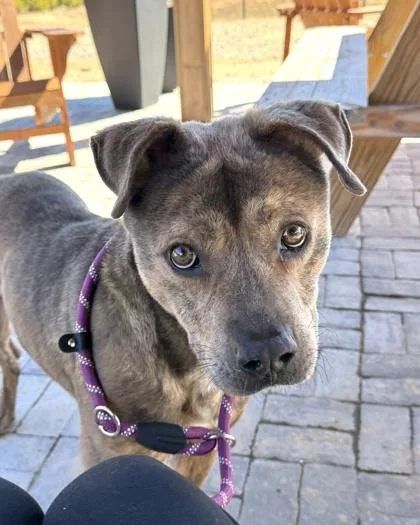 An adult medium-sized male Mixed Breed dog named Ness for adoption in Atlanta, GA