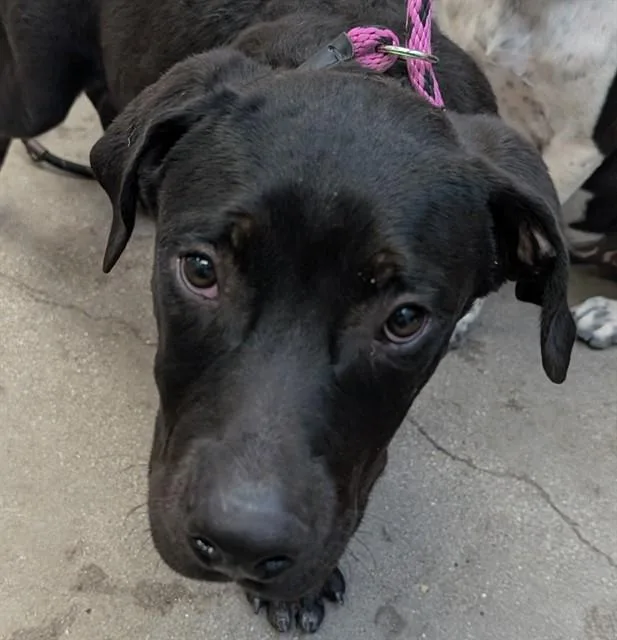 A young small-sized male Labrador Retriever dog named Chaoz for adoption in Tucson, AZ