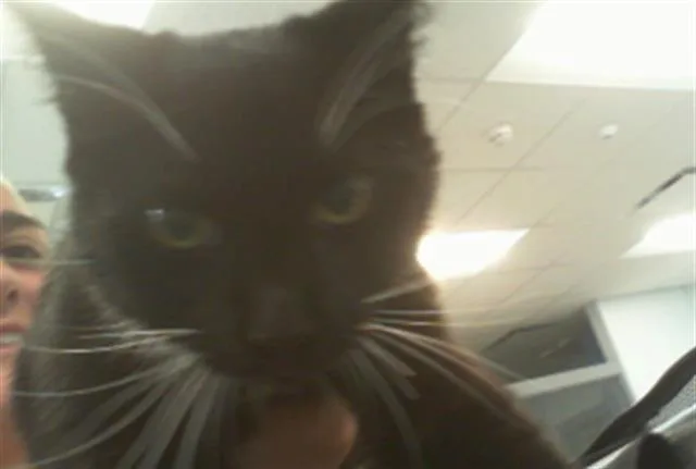 A young small-sized male Domestic Short Hair cat named Rocco for adoption in Charlotte, NC