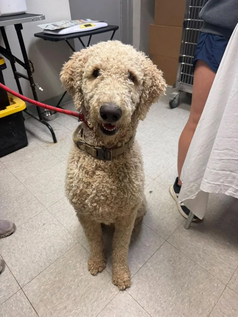 A young medium-sized male Standard Poodle dog named Big Bert for adoption in Sorrento, LA