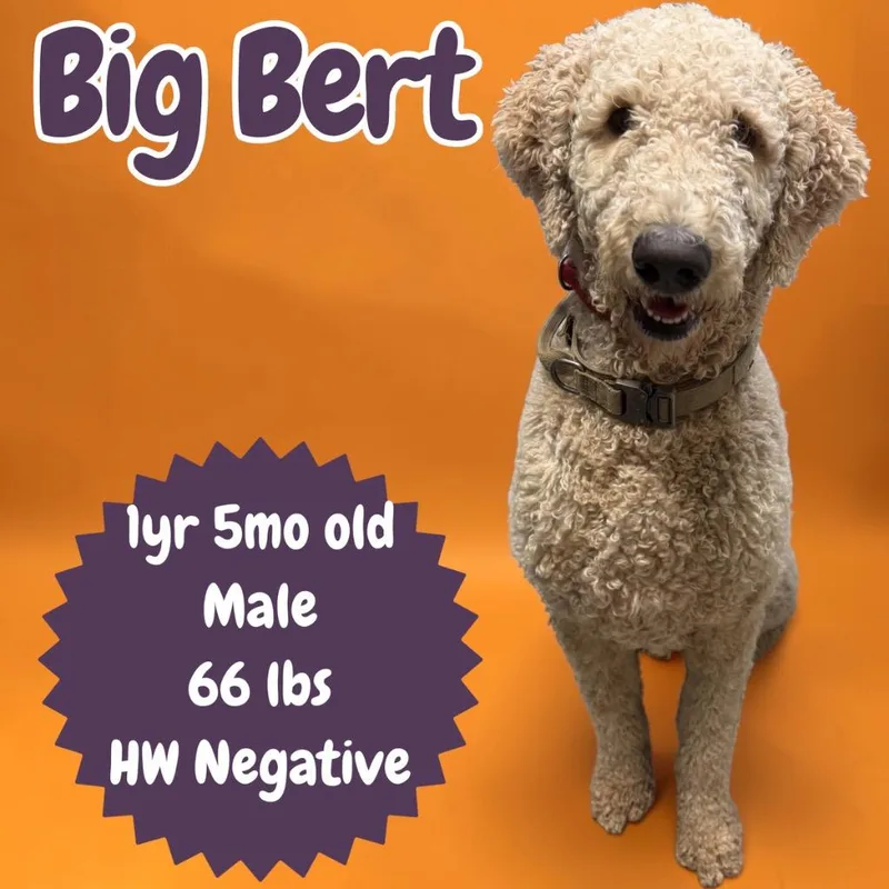 Big Bert thumbnail 2