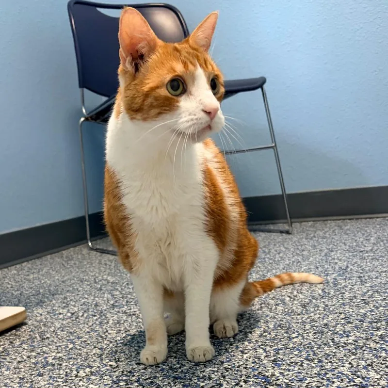 A senior large-sized male Domestic Short Hair cat named Nietzche for adoption in Magnolia, TX