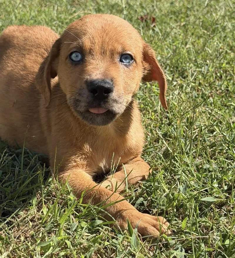 A baby medium-sized male Mixed Breed dog named Blue Eyes for adoption in Vicksburg, MS