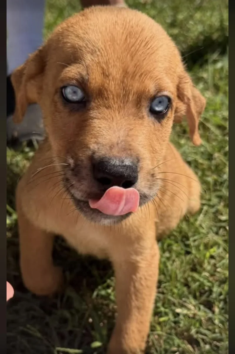 Blue Eyes thumbnail 2