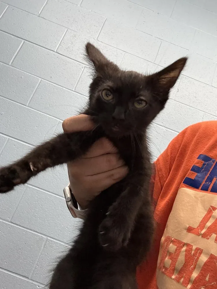 A baby small-sized female Black Domestic Short Hair cat named Phaedra for adoption in Evansville, IN