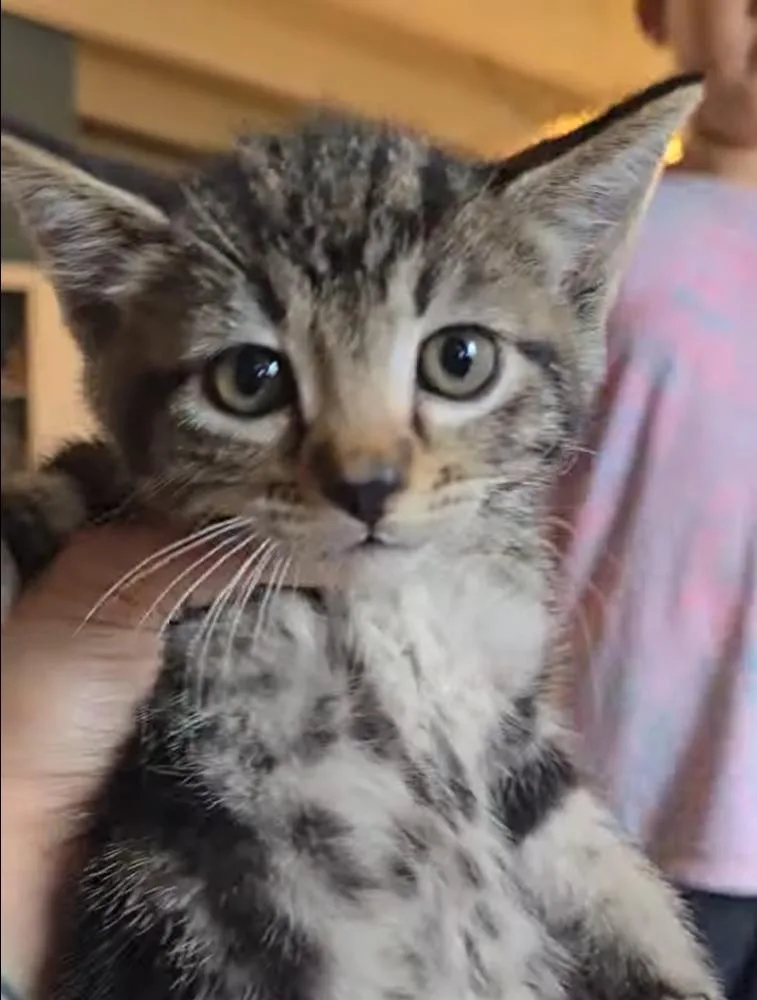 A young small-sized male Tabby (Brown / Chocolate) Domestic Short Hair cat named Quincy for adoption in Pacifica, CA