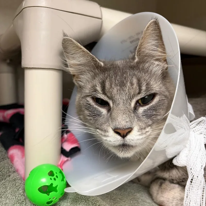 An adult large-sized female Gray / Blue / Silver Domestic Medium Hair cat named Iced Lavender Cream Matcha for adoption in Mentor, OH