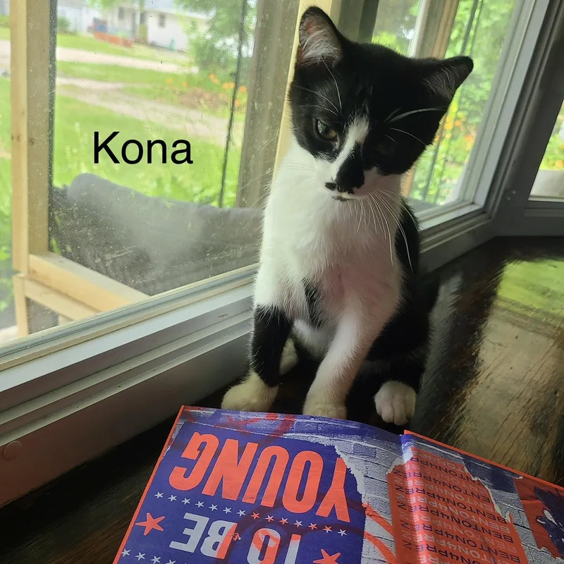 A baby medium-sized male Black & White / Tuxedo Domestic Short Hair cat named Kona for adoption in Menasha, WI