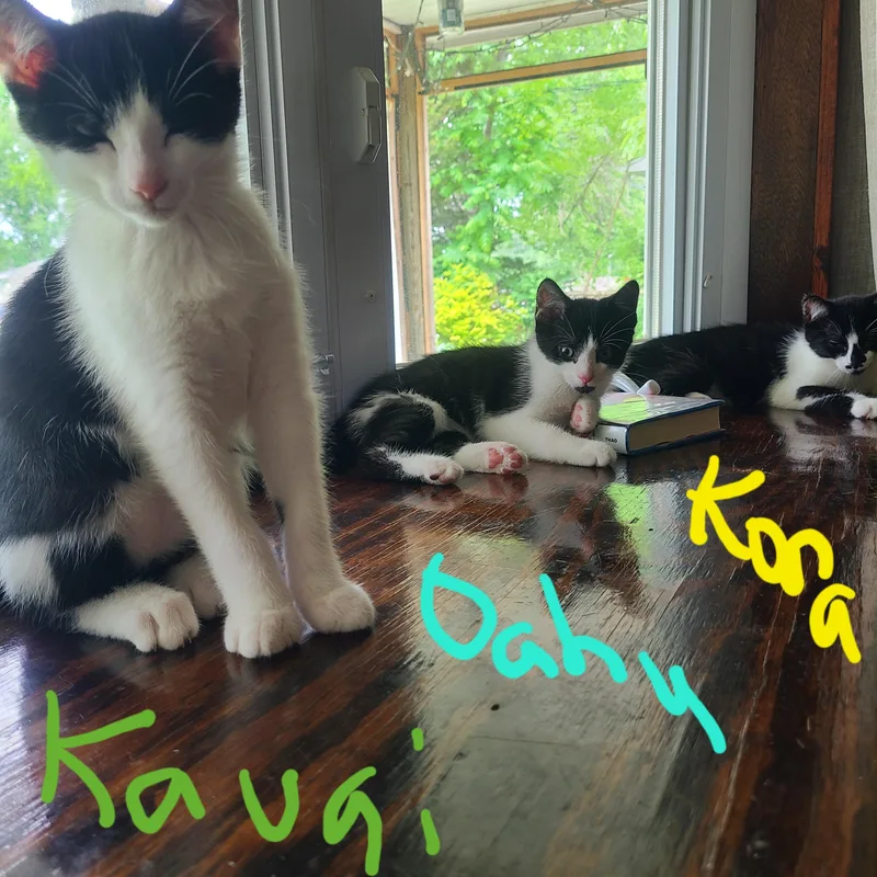 Kona thumbnail 2