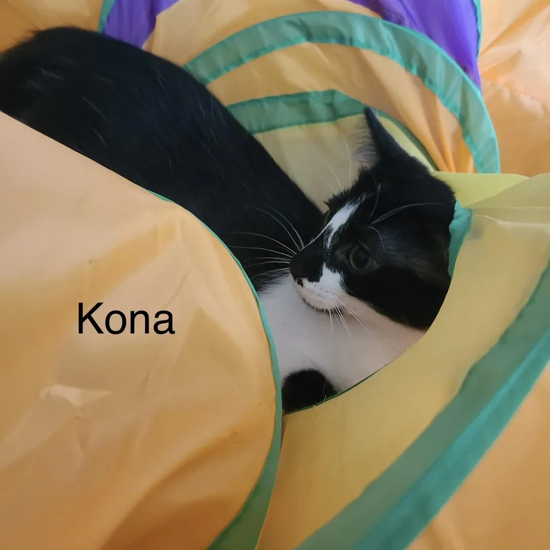 Kona thumbnail 3
