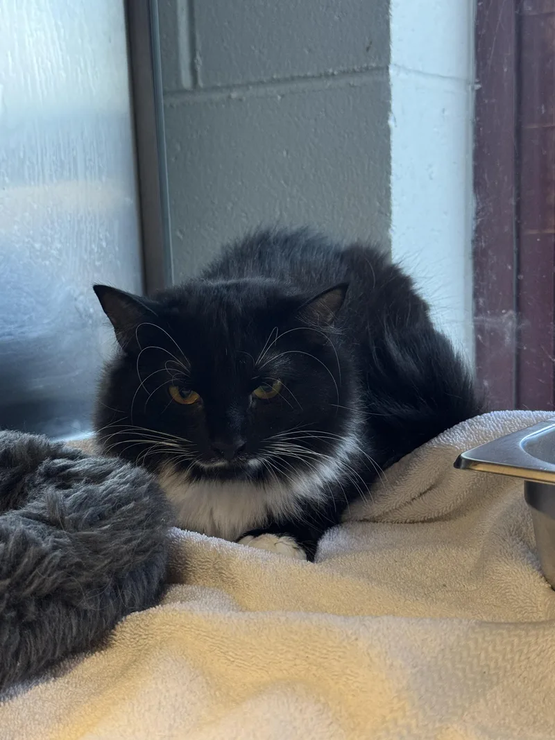 A young medium-sized female Domestic Long Hair cat named Valerie for adoption in Old Bridge, NJ