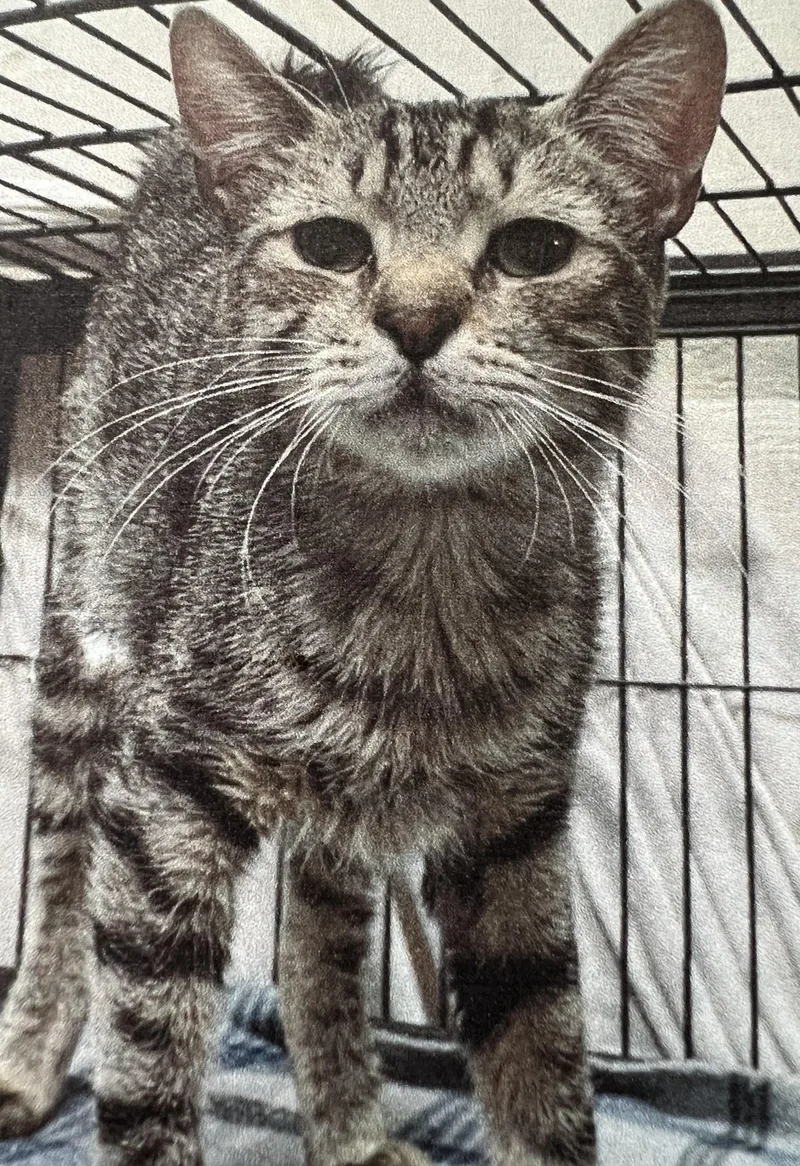An adult medium-sized male Tabby (Gray / Blue / Silver) Domestic Short Hair cat named Frodo for adoption in New Windsor, NY