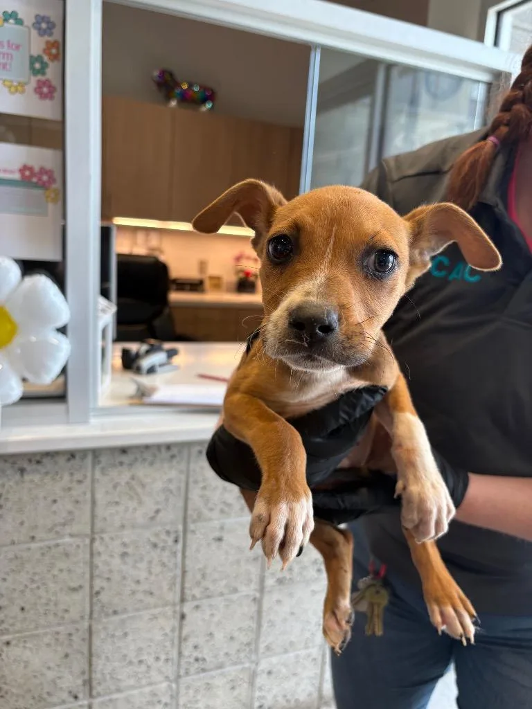A baby small-sized female Mixed Breed dog named Piper for adoption in Bossier City, LA