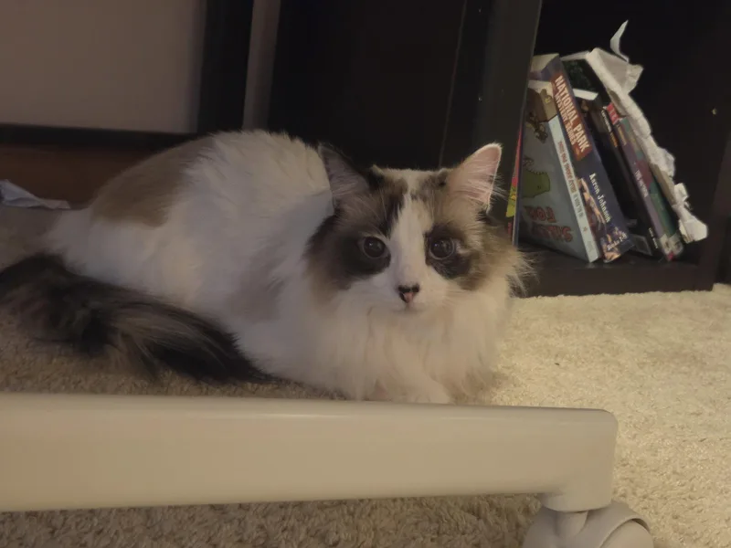 An adult small-sized female Snowshoe cat named Azula for adoption in hinckley, IL