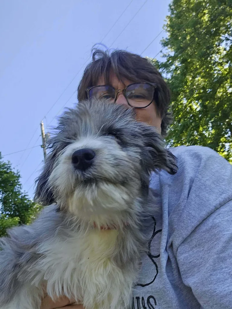 A baby medium-sized male Merle (Blue) Aussiedoodle dog named Teddy for adoption in O Fallon, IL