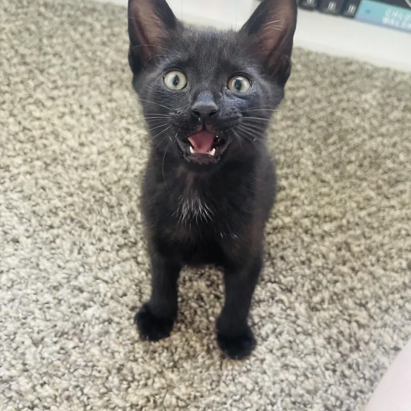 A baby small-sized male Black Domestic Short Hair cat named Sombrero for adoption in Hinesville, GA