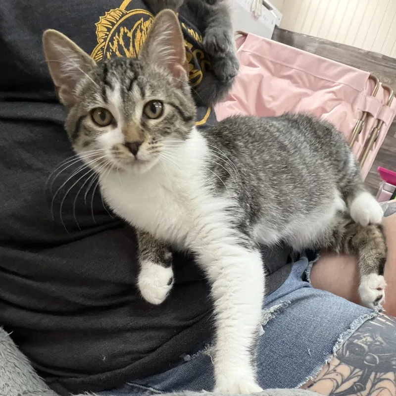 A baby medium-sized male Tabby (Buff / Tan / Fawn) American Shorthair cat named Bramble for adoption in Akron, OH