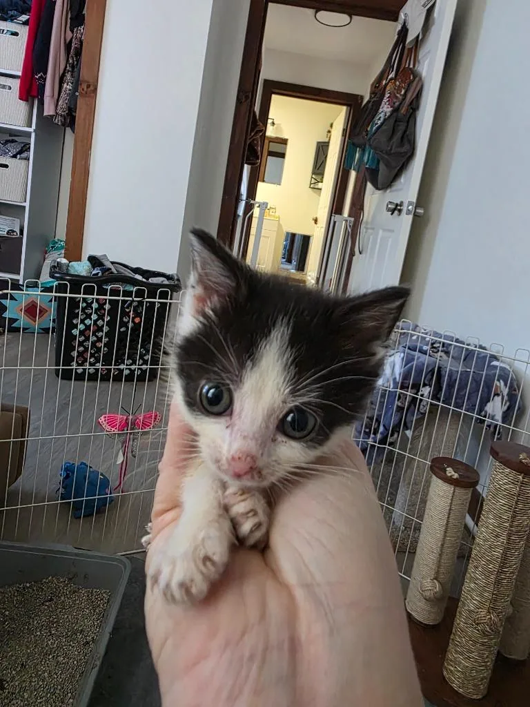 A baby medium-sized female Domestic Short Hair cat named Bossypink Wflower Collar for adoption in Johnson City, TN