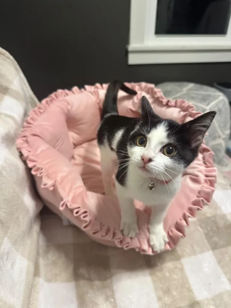 Bossypink Wflower Collar thumbnail 4