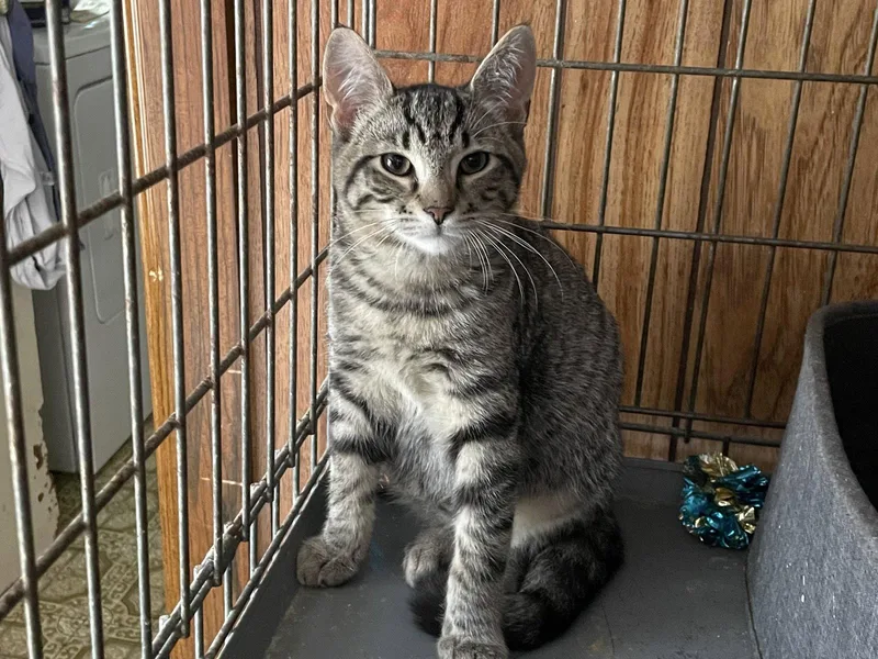 A baby medium-sized male Domestic Short Hair cat named Piper for adoption in Herndon, VA