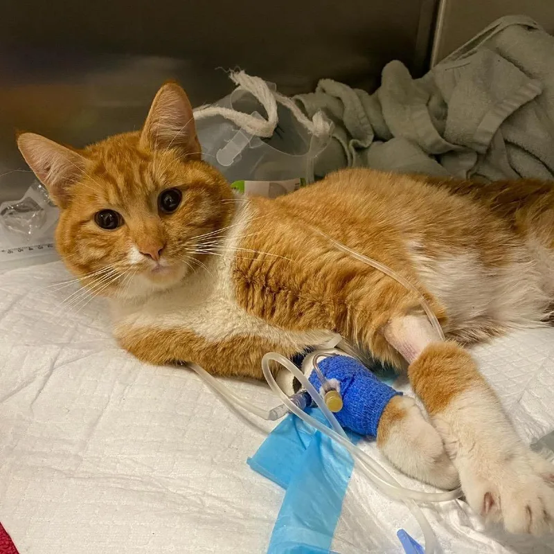 A young small-sized male Orange / Red Domestic Short Hair cat named Salmon for adoption in Nampa, ID