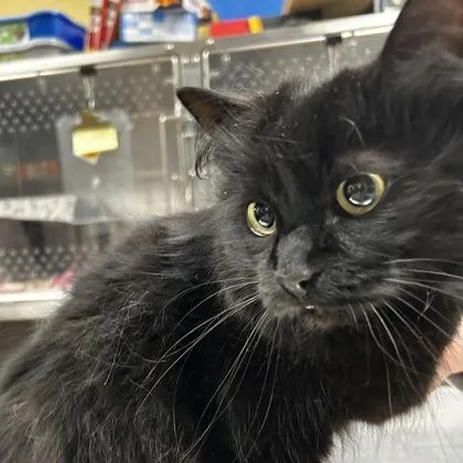 An adult medium-sized female Domestic Long Hair cat named Indigo for adoption in Merriam, KS