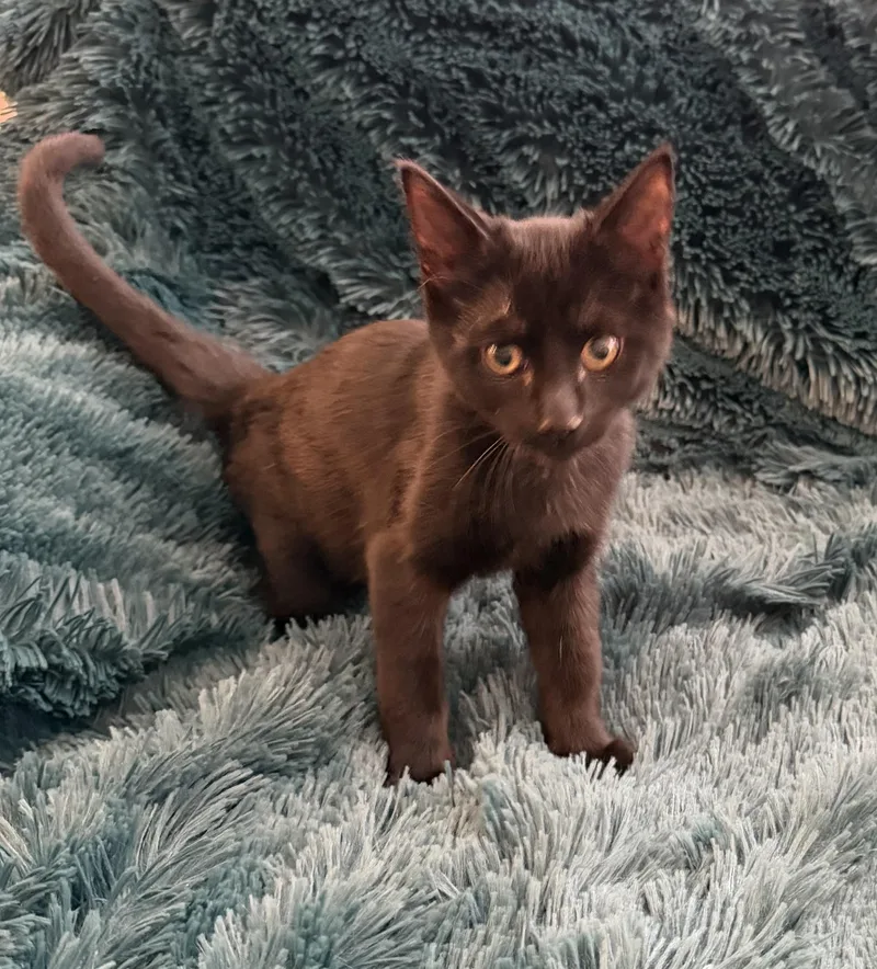 A baby medium-sized male Black Domestic Short Hair cat named Jeffrey  Bottle Baby for adoption in Plano, TX