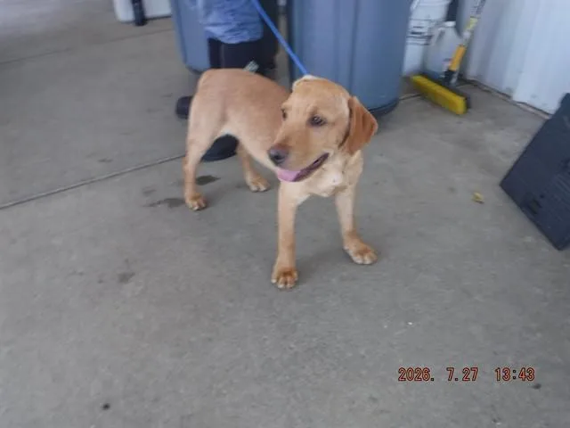 A baby small-sized male Labrador Retriever dog named Oso for adoption in Oroville, CA