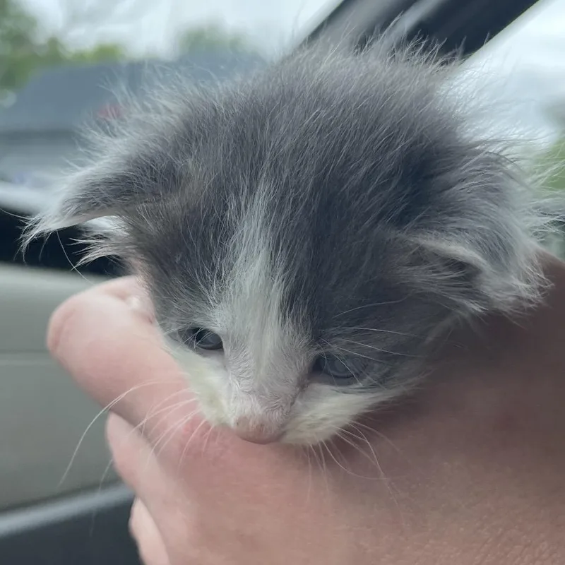 A baby small-sized male White Domestic Short Hair cat named Tyler for adoption in Green Forest, AR