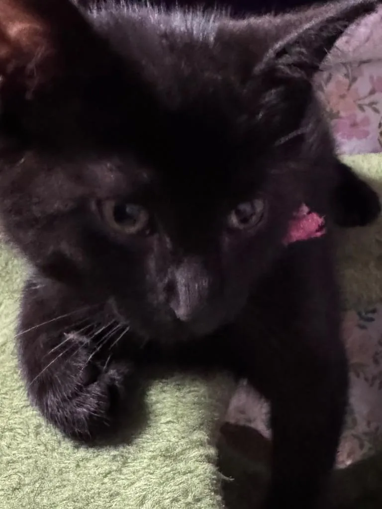A baby small-sized male American Shorthair cat named Salem for adoption in Hagaman, NY