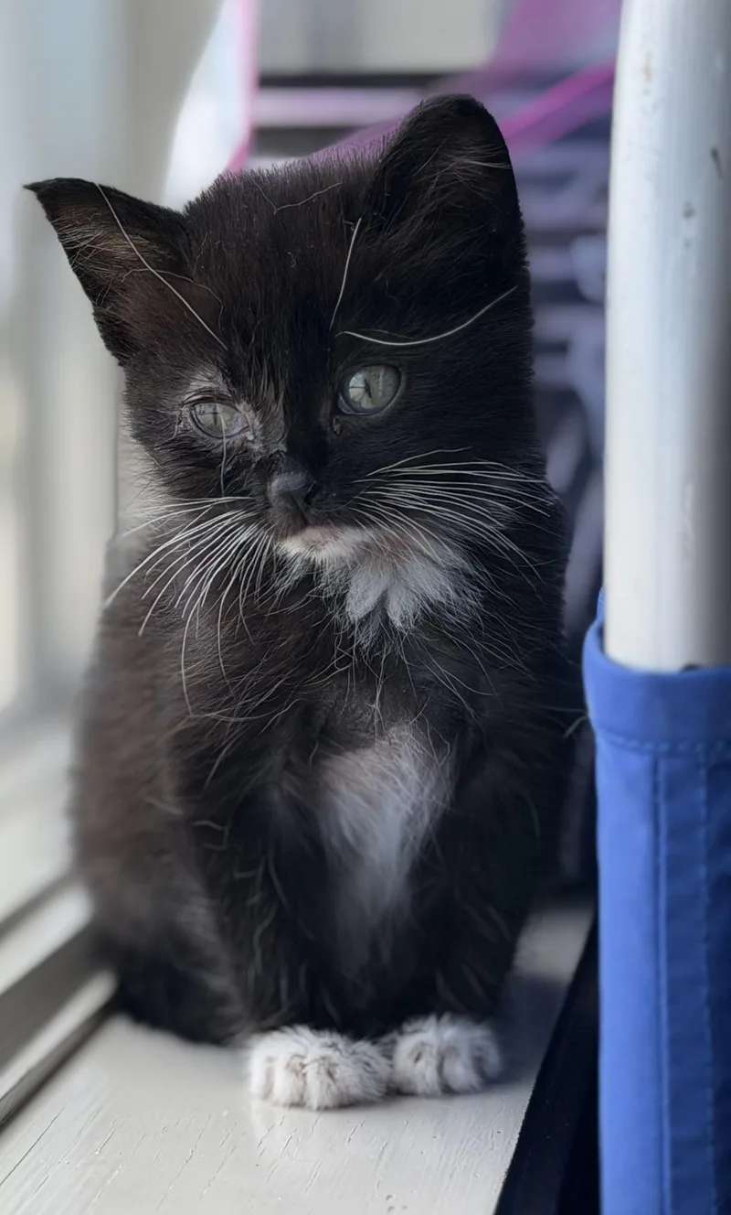 A baby medium-sized female Black & White / Tuxedo Domestic Short Hair cat named Panda for adoption in Fertile, MN