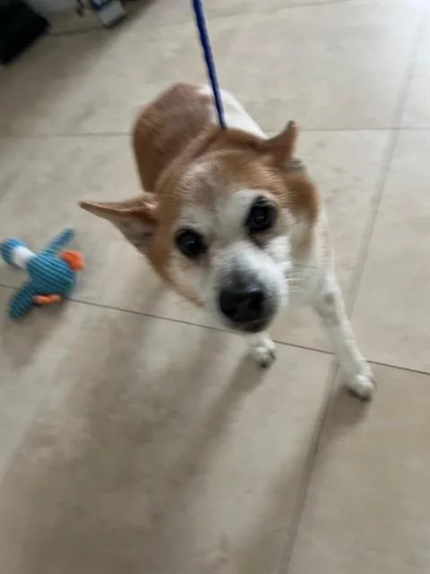 A senior medium-sized male Cardigan Welsh Corgi dog named Thor for adoption in Miami, FL