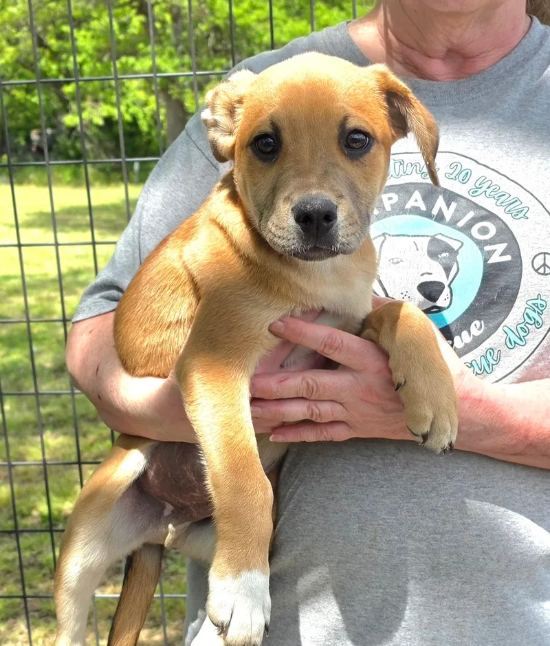 A baby medium-sized male Golden Labrador Retriever dog named Mel for adoption in Watertown, CT