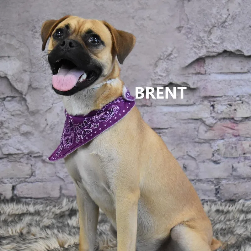 Brent